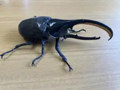 いきもの大図鑑アドバンス ヘラクレスオオカブト ヘラクロス・セプテントリオナリス
