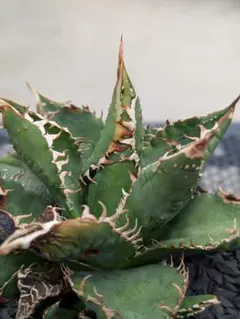 アガベ 金蟾 麻花 本物 x.z.l コピアポア オペルクリカリア スペシャル 1オペルクリカリア パキプス | hanayoshi-botanical