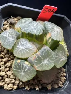 50a 多肉植物 ハオルチア　風の谷万象錦　自家繁殖　鉢植え発送 50a 多肉植物 ハオルチア 風の谷万象錦 自家繁殖 鉢植え発送 - メルカリ