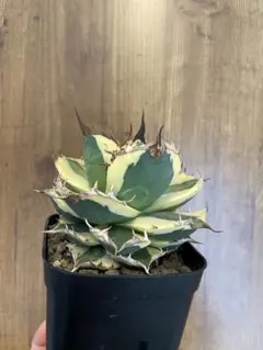 2026年最新】アガベ 白鯨 大株の人気アイテム - メルカリ