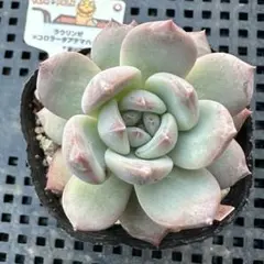 2025年最新】mさん苗コロラータの人気アイテム - メルカリ