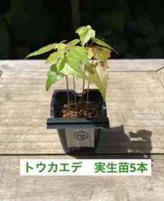熊本県 阿蘇産 棘なしタラの根 20本 - メルカリ