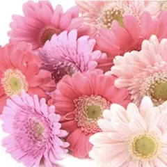 ねね様✨️ ご確認用です。のサムネイル