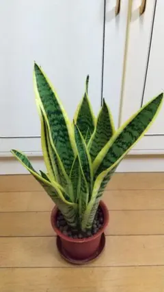 2025年最新】サンスベリア サンセベリア 観葉植物の人気アイテム