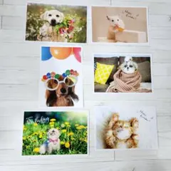 アニマル バースデー ポストカード犬 猫 動物 6枚セット