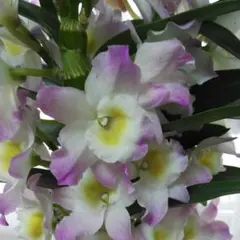 デンドロビウム リセ 高芽５本のサムネイル