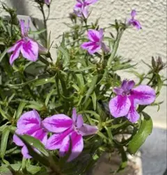 宿根リナリア 紫 ピンク 白 黄色 Mix 苗 宿根草 多年草 姫金魚草 抜き