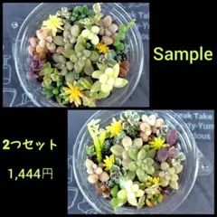多肉寄せ植え 2つセット　そのまま飾れる　多肉弁当　多肉植物　セダム　送料無料