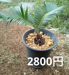 希少 サイカス・ペトラエア ラオスの珍しいソテツ サイカス 塊根