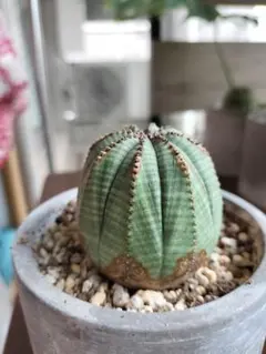 ユーフォルビア オベサ 観葉植物 塊根植物 コーデックス - メルカリ