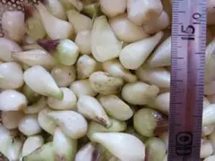 下処理済み 生らっきょう 漬け物用1㎏伊万里産 ドライアイス入りのサムネイル