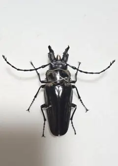 オベルチュールクワガタモドキ 65mm up 標本 2025年最新】昆虫標本 クワガタモドキの人気アイテム - メルカリ