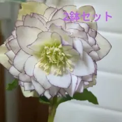 華やか！クリスマスローズ　２点セット