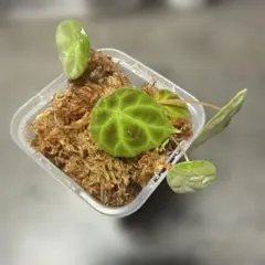 特価❣️超希少 Begonia bulu 'Jambi'ジャンビ ベゴニア 原種 - メルカリ