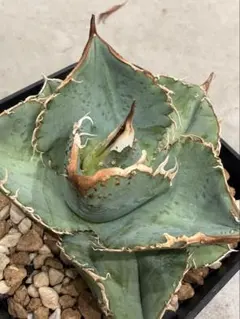 アガベ イシスメンシス インランドフォーム 猫の手イシス agave - メルカリ