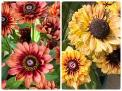 ササ様 リクエスト 3点 まとめ商品