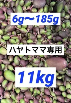 摘果マンゴー 約16Kg （※梱包を含む） - メルカリ