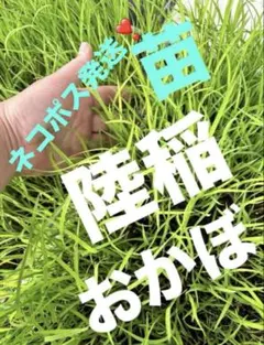 ハッピーヒル（うるち）農薬不使用 籾50g 種籾 陸稲 おかぼ 畑で育つ