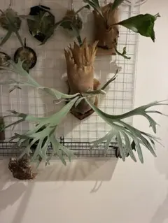 親株出品 ssfoong 特 ビカクシダhibinoさん - メルカリ