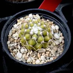 狐竜丸　現地球　まん丸　グラデーション肌　コルムナアルバ　厳選　コレクション株 狐竜丸 現地球 まん丸 グラデーション肌 コルムナアルバ 厳選