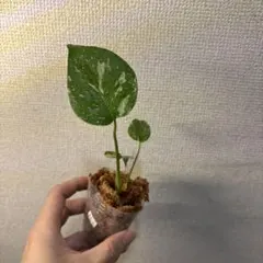 モンステラ　タイコンステレーションのサムネイル