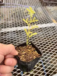 ミモザ　実生苗　2.5号ポット