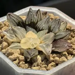 多肉植物 ハオルチア 西瓜寿錦 （アトロフスカ ミュータント錦）鉢の