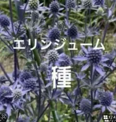 eiko様 リクエスト 2点 まとめ商品