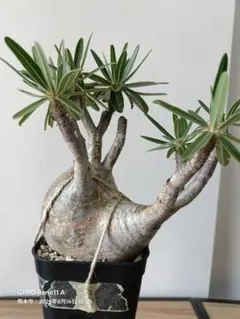 2025年最新】パキポディウム グラキリス 現地球の人気アイテム - メルカリ