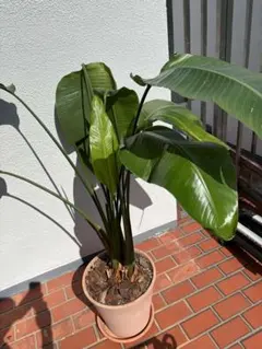 ニトリ フェイクグリーン 観葉植物 トラベラーズパーム 大型 訳あり 鉢 