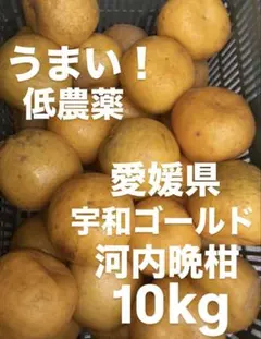 愛媛県産 河内晩柑 宇和ゴールド 紅 柑橘 10kg - メルカリ