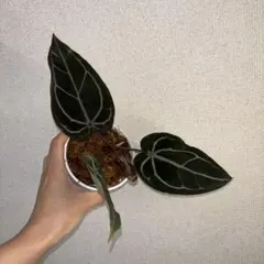 Anthurium Equator Redbone✖️RC(purple） - メルカリ