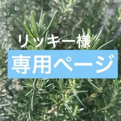 リッキー様専用　ローズマリー　新芽 カット枝