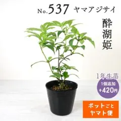 ポットごとヤマト便563】盆栽用苗4点セット - メルカリ