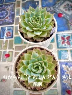 おかちん（どんでんどん）さま専用多肉植物リンゼアナ2個セットのサムネイル