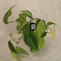 トレモロ様 リクエスト 2点 まとめ商品