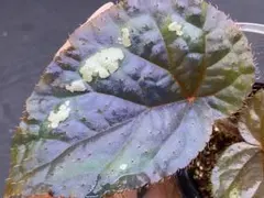 専用❣️Begonia phoeniogramma I ❣️青 ベゴニア 原種 - メルカリ