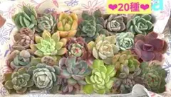 多肉植物カット苗a☆20種セット☆寄せ植え