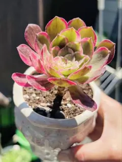 海王 アエオニウム 多肉植物 - メルカリ