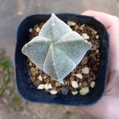 アストロフィツム ランポー玉 抜き苗 G