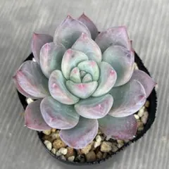 2025年最新】シモヤマコロラータ多肉植物の人気アイテム - メルカリ