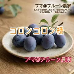 信州長野県産 品種サンタス 1Kg 生プルーン 採りたてを発送致します