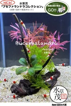 ブセファランドラ ピンクバリエガータ ② ブセファランドラsp. ピンクバリエガータ斑入り - メルカリ