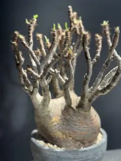 2025年最新】グラキリス 現地球の人気アイテム - メルカリ