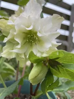 クリスマスローズ　ホワイト八重