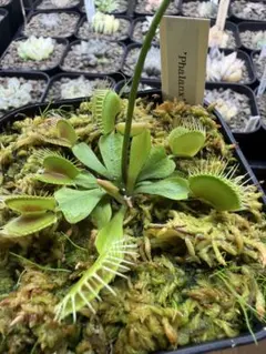 ハエトリソウ pharanx GJ 鉢植えメルカリ便 まとめ買い送料分割引