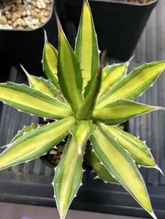 2026年最新】アガベ ホリダ 錦の人気アイテム - メルカリ