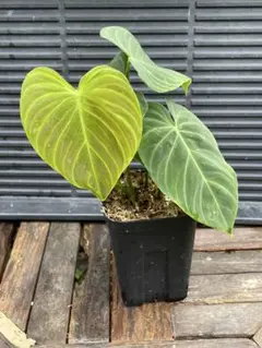 2025年最新】philodendron verrucosumの人気アイテム - メルカリ