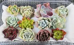 多肉植物　エケベリア　韓国苗　カット苗　寄せ植えセット　詰め合わせ