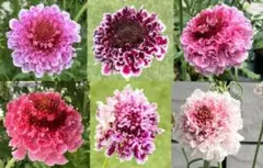 スカビオサ 切り花品種の種ミックス